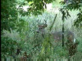 Wisconsin Whitetail Bucks in the Garden ONLY on HawgNSons TV!