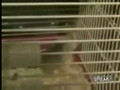 Hamster Cage Fight
