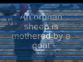 An orphan baby sheep