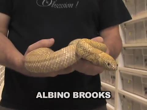 SnakeBytesTV-Kinsnakes and lemon vs.snake