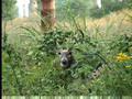 Whitetail Buck in September ONLY on HawgNSons TV!