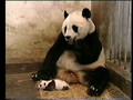 Baby Panda Sneeze ^-^ *aachoo* lolz