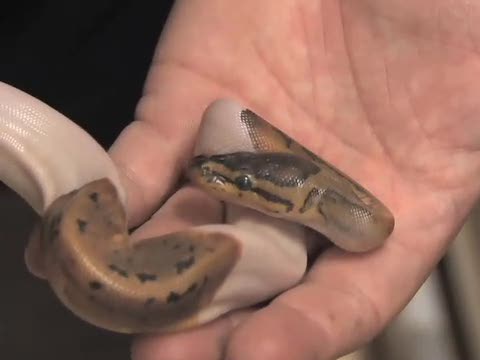 SnakeBytesTV-viewer requested snakes