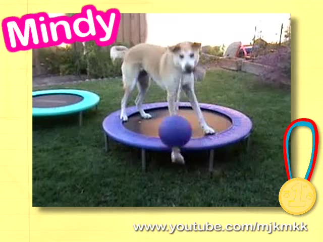 The Cute Games - Puppy Trampoline