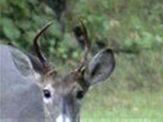 Young Whitetail Bucks eating Acorns Sept 12 ONLY on HawgNSons TV!