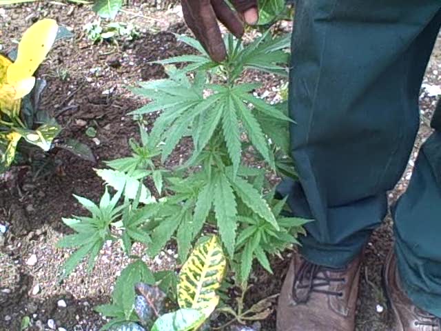 Look what's growing at RIU Montego Bay, pot?