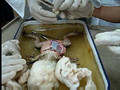 Frog Dissection - 3 Grace '08 PHS.AVI