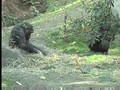 Gorillas Playing in the Hay at the Bronx Zoo