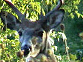 Wisconsin Whitetail Buck Sept. 16 ONLY on Hawg-N-Sons TV!