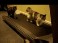 Cute, Funny Cats