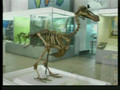 Mythbusters: Fascination With the Dodo Birs - Part 1
