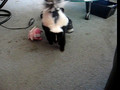 Peaches the Skunk - Don't Stink me !
