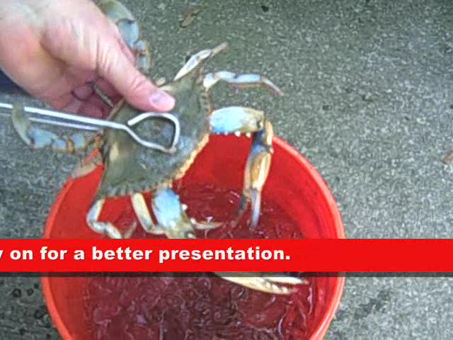 How to Boil Blue Crabs