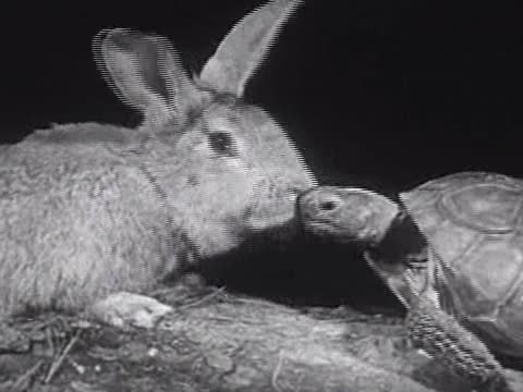 The Hare and the Tortoise in Live Action Vintage Kidâs Film
