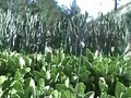 Rivenrock Cactus Gardens