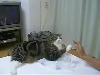 Fat Cat Giving High Fives