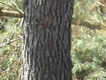 Rivenrock Treecutting