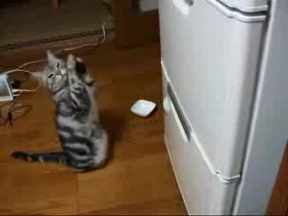 Cat Practicing Jedi Mind Tricks