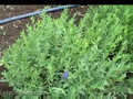 Hyssop herb: hyssop officinalis