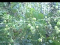 Harvesting Hops: Humulus lupulus