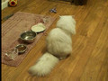 Fairy Dew Persia Cats, www.fairydewsilverpersian.vpweb.com
