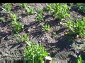 Growing calendula: Calendula Officinalis