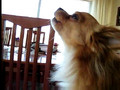 A Dog Howling