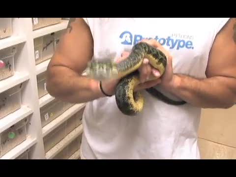 SnakeBytesTV-snake bites nose!!!