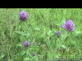 Red Clover Herb: Harvesting Herbs, Drying Herbs