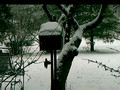 Birds feeding in a snow storm, Indpls Dec 07