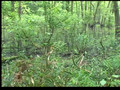 2008-10-08 Lindsey's Woods.mp4