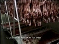 Undercover Footage Shows Rabbits Screaming During Slaughter