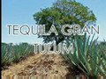 Brands of (Tequila)