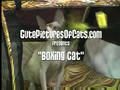 Trash-Talking Boxing Cat!