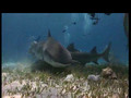 Eric Cheng Bahamas Tiger Shark Footage
