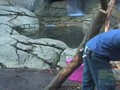 Baboons at the Prospect Park Zoo Open Their Presents