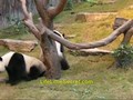 Giant Pandas Mating