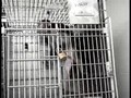 PETA Undercover Investigation at Oregon National Primate Research Center