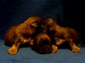 Stain Glass Shih Tzu Available Shih Tzu Puppies