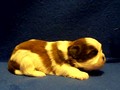 Stain Glass Shih Tzu Puppies For Sale