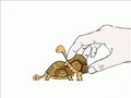 Turtle Mobile Love