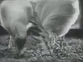 Turkey and Chicken Raising / Farming in Classic Old Movie