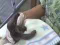 Discovery Coves First Baby Anteater Thrives With Human Care