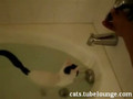 Cute Cat Swimming
