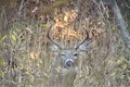 Rutting Whitetail Buck ONLY on HawgNSons TV!