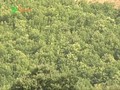 Lançado Plano Nacional para proteger floresta portuguesa em perigo