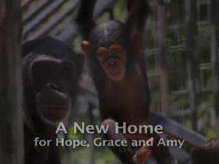Chimpanzees Hope & her baby Grace