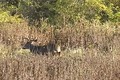 Whitetail Buck chasing a doe Nov 7 ONLY on HawgNSonsTV!