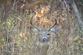 Rutting Whitetail Buck ONLY on HawgNSonsTV!