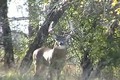 Quick Clip 2. Boone & Crockett Whitetail Buck ONLY on HawgNSonsTV!